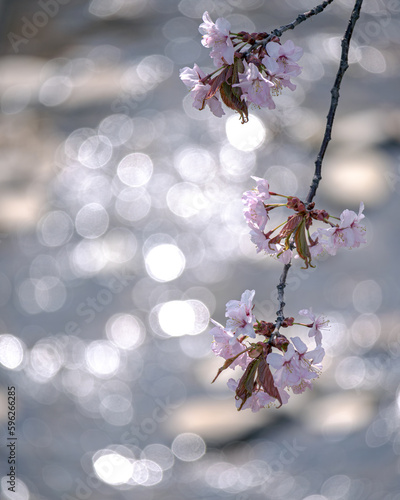 水辺のエゾヤマザクラ / Sargent's cherry on the waterside photo