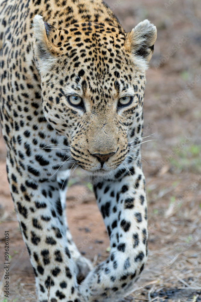 Leopard portrait of a big male in Sabi Sands Game Reserve in the greater Kruger Region in South Africa Leopard portrait of a big male in Sabi Sands Game Reserve in the greater Kruger Region in South Africa