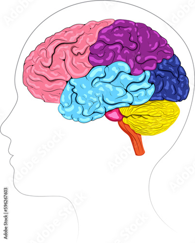 The brain has several key parts including the cerebrum, cerebellum, brainstem, and limbic system, each with unique functions and roles.