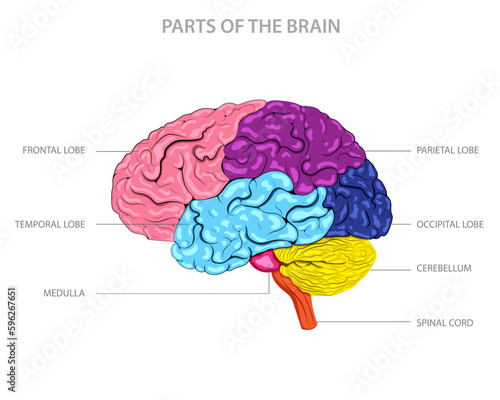 An informative image showing the different parts of the human brain, highlighting key regions responsible for various functions like thinking, movement, and sensory processing