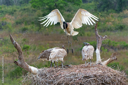 The jabiru (Jabiru mycteria) ia abig stork with a big nest. The young could already fly, but kept coming to the nest to be fed with fish in the Pantanal wetlands in Brazil. photo