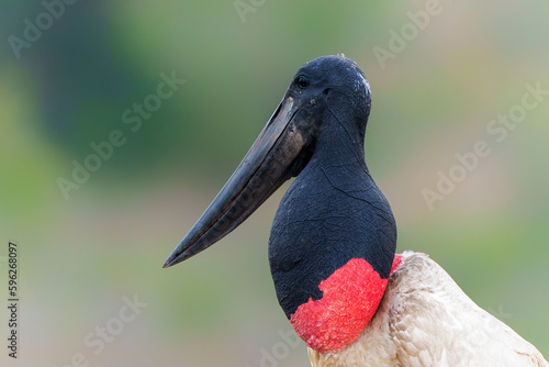 The jabiru (Jabiru mycteria) ia abig stork with a big nest. The young could already fly, but kept coming to the nest to be fed with fish in the Pantanal wetlands in Brazil. photo