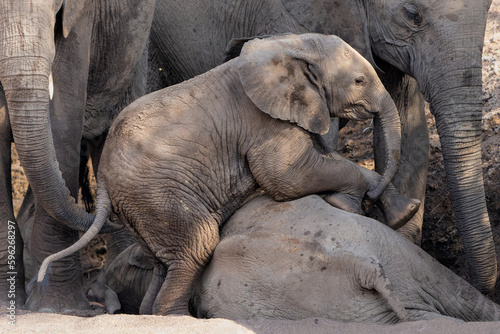 Elephant baby playing and spending time in a dry riverbed in a Game Reserve in the Tuli Block in Botswana