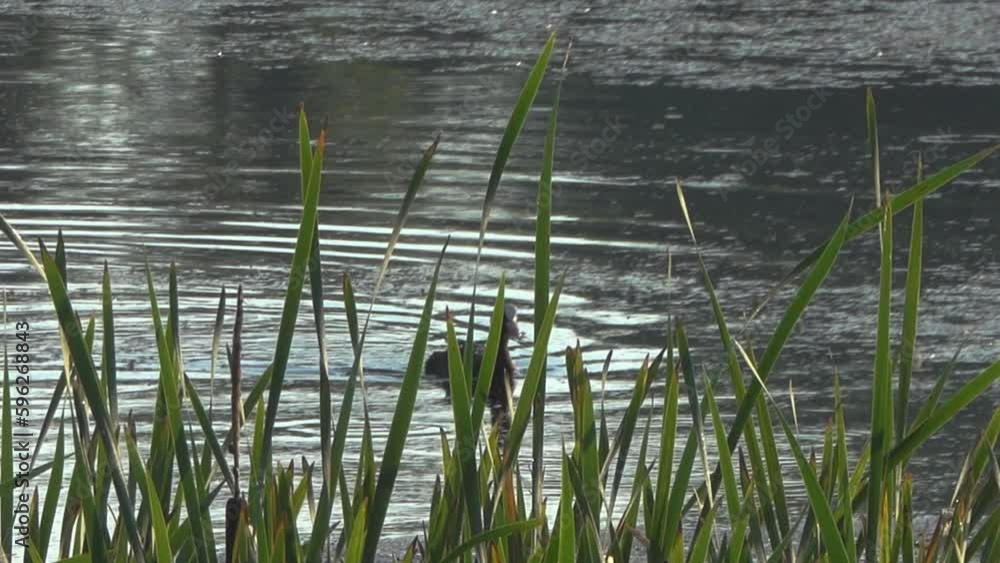 Family of female moorhen looking for food.