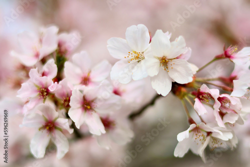 日本の春の景色　美しい桜　淡く幻想的な散り際の桜 © iju
