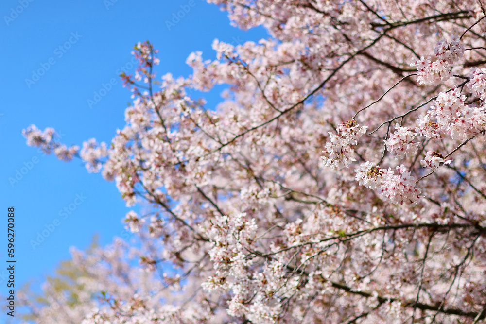 日本の春の景色 美しい桜 青空とのコントラストが印象的な桜 日本の春の景色 美しい桜 青空とのコントラストが印象的な桜