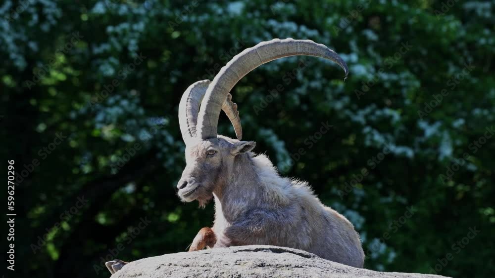 Male mountain ibex or capra ibex sitting on a rock in a german park Male mountain ibex or capra ibex sitting on a rock in a german park