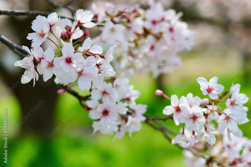 日本の春の景色　美しい桜　緑とのコントラストが印象的な散り際の桜