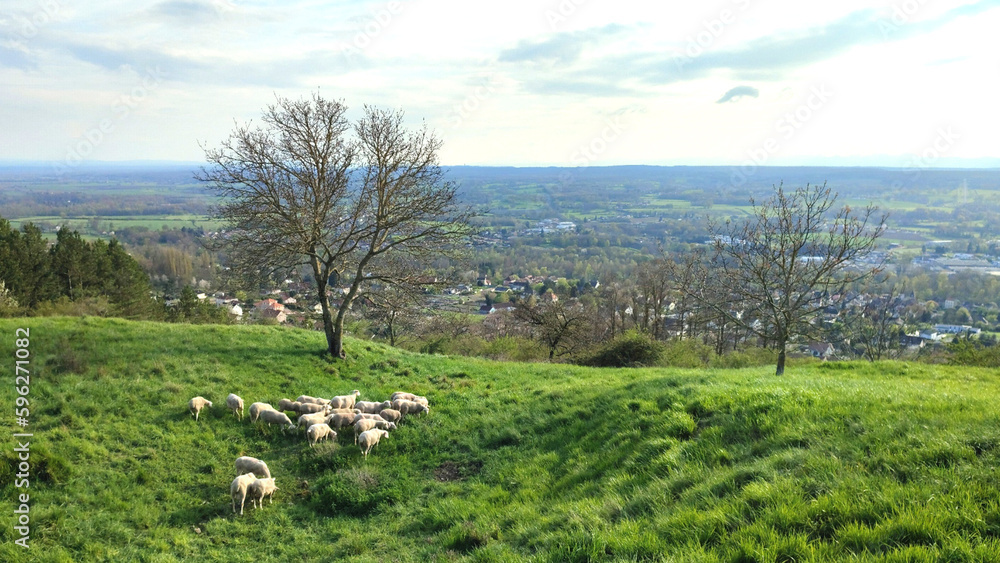 Paysage de nature en Auvergne avec des moutons dans une prairie Paysage de nature en Auvergne avec des moutons dans une prairie