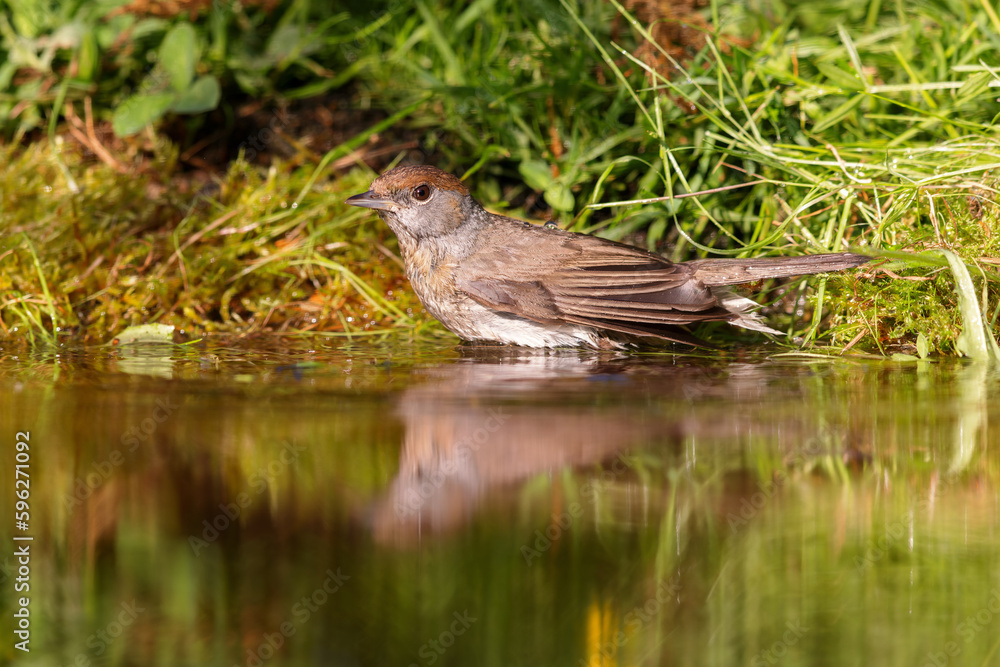 Eurasian blackcap (Sylvia atricapilla) sitting at a pond in spring. Eurasian blackcap (Sylvia atricapilla) sitting at a pond in spring.