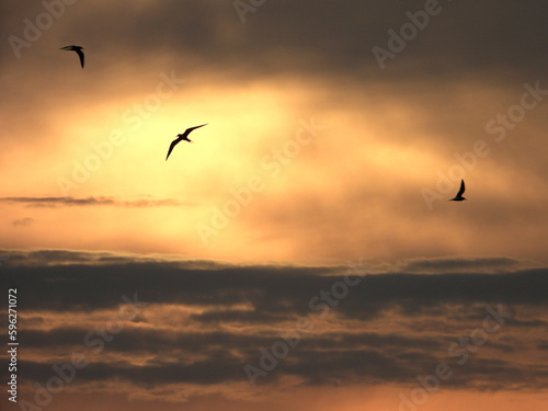 Oiseaux en vol dans le coucher de soleil