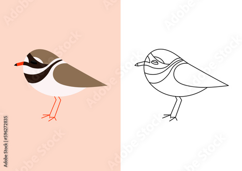 Illustration of a European common ringed plover