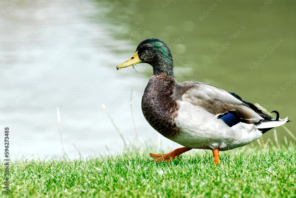 Male mallard duck (Anas platyrhynchos) walking on grass near a pond with grass in the beak Male mallard duck (Anas platyrhynchos) walking on grass near a pond with grass in the beak