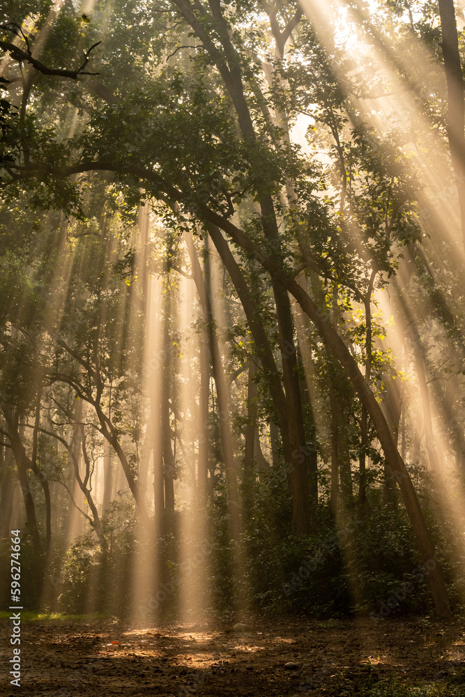 Natural Light Rrays Natural Tyndall effect or phenomenon by sunlight or light rays ...