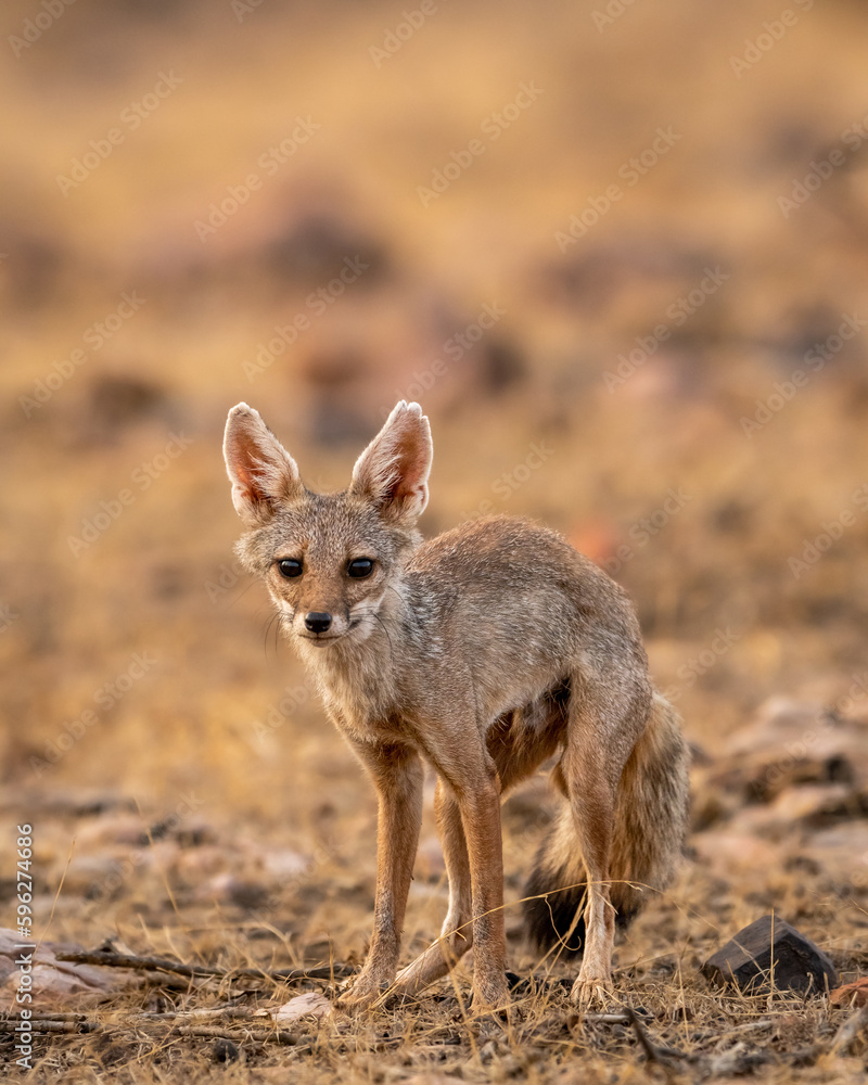 indian fox or Bengal fox or Vulpes bengalensis head on closeup or portrait with eye contact at ranthambore national park forest sawai madhopur rajasthan india asia indian fox or Bengal fox or Vulpes bengalensis head on closeup or portrait with eye contact at ranthambore national park forest sawai madhopur rajasthan india asia