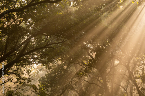Natural Tyndall effect or phenomenon by sunlight or light rays scattering beam of light through sal trees in cold winter mornings at dhikala jim corbett national park forest uttarakhand india asia photo