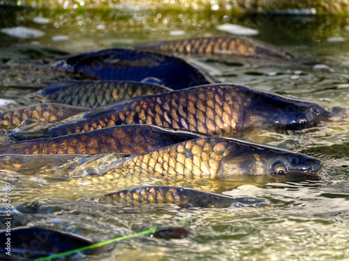 Many carps (Cyprinus) at the surface of water