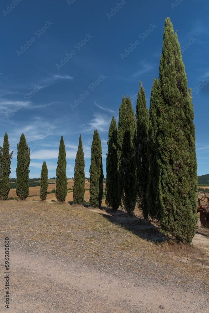 Tuscan landscape with road and cypresses