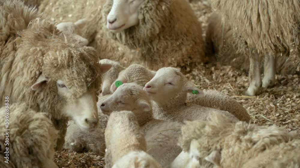 Merino Sheep Herd lambs eating hay with Babies in Shed close-up. Domestic animals at stable. Cattle concept. Wool farming. Livestock farm. indoor ,Countryside Merino Sheep Herd lambs eating hay with Babies in Shed close-up. Domestic animals at stable. Cattle concept. Wool farming. Livestock farm. indoor ,Countryside
