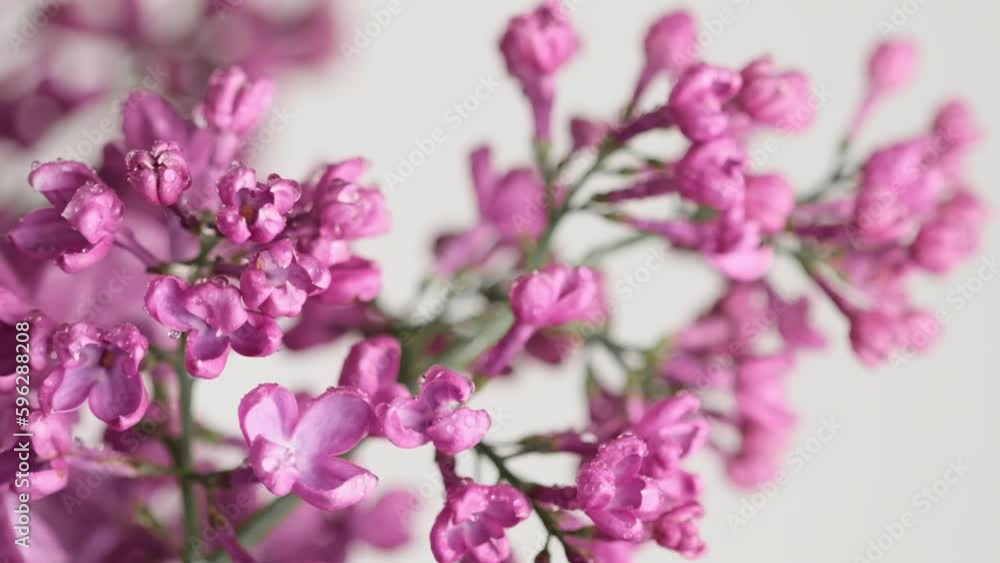 Branches of flowering blossoming lilac under rain. Blooming flowers Syringa vulgaris. Raindrops on lilac petals. Floral background. Raining close up, selective focus Branches of flowering blossoming lilac under rain. Blooming flowers Syringa vulgaris. Raindrops on lilac petals. Floral background. Raining close up, selective focus