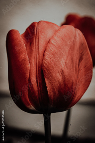 red tulip