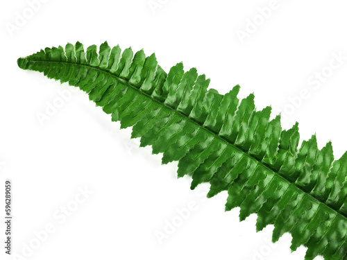 Polypodiophyta leaves isolated on white
