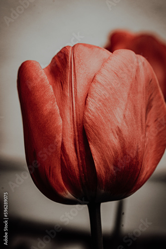 red tulip