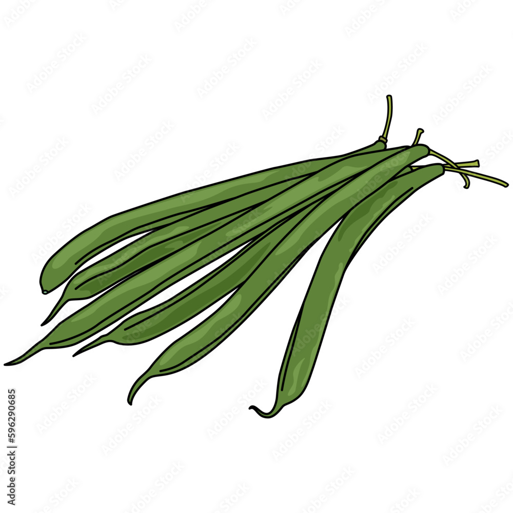 Fototapeta premium Semi-realistic illustration of Green beans on transparent background