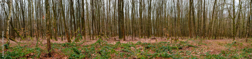 Panoramic view over a younf deciduous and pine forest with young trees just after rain, Germany, at Spring evening Panoramic view over a younf deciduous and pine forest with young trees just after rain, Germany, at Spring evening