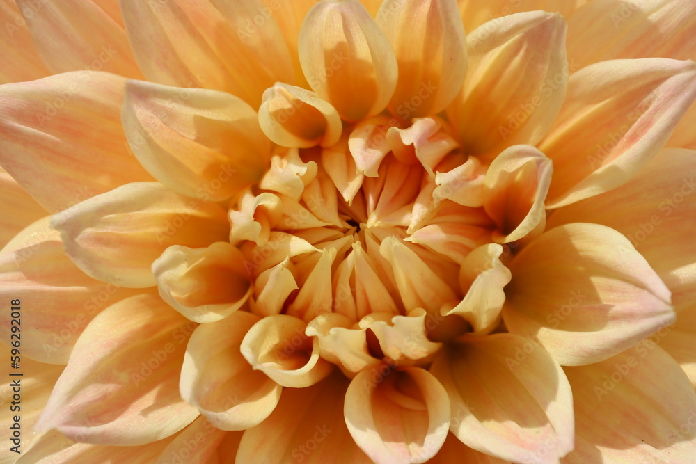 Fototapeta premium 黄色いダリアの花