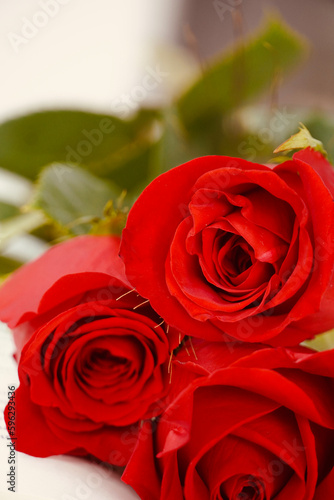 Bouquet of red roses with herringbone with white wall and space for text. Sant Jordi s Day  a popular festival in Catalonia.