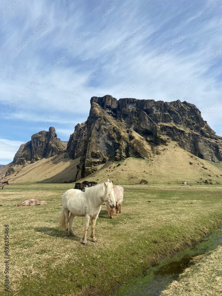 Wild horses in Iceland