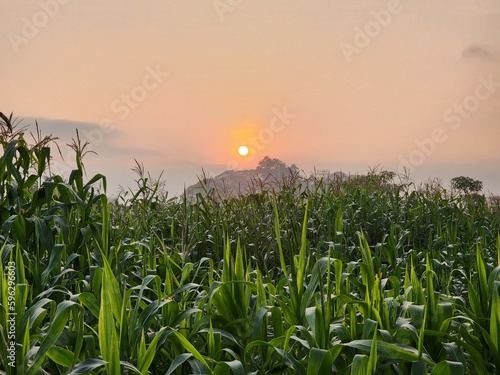 Golden sunrise casts its radiant glow, nurturing corn fields. As they grow, vibrant flowers blossom, basking in the warm embrace of sunshine