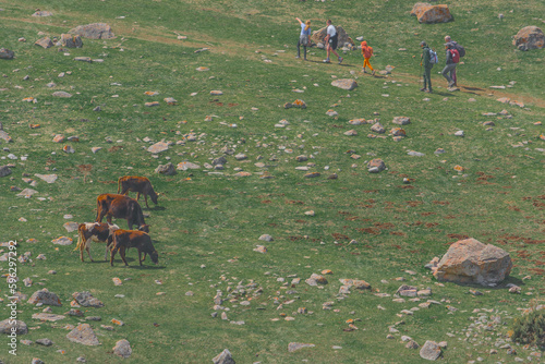 Cows in Kyrgyzstan mountains