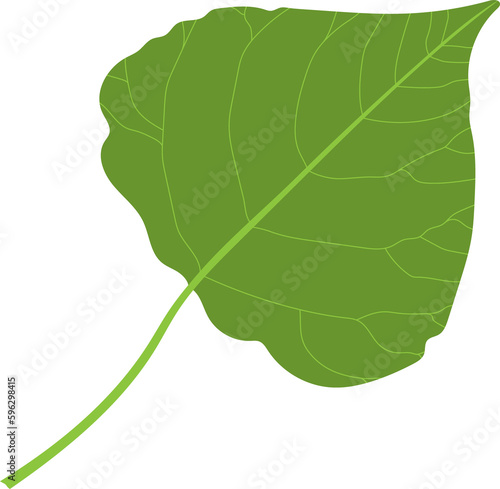 Poplar leaf close-up.