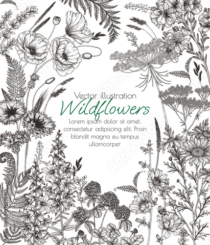 Vector illustration of wild flowers and plants. Chamomile, clover, fern, chicory, poppy, valerian, cornflowers, St. John's wort, bluebells in engraving style