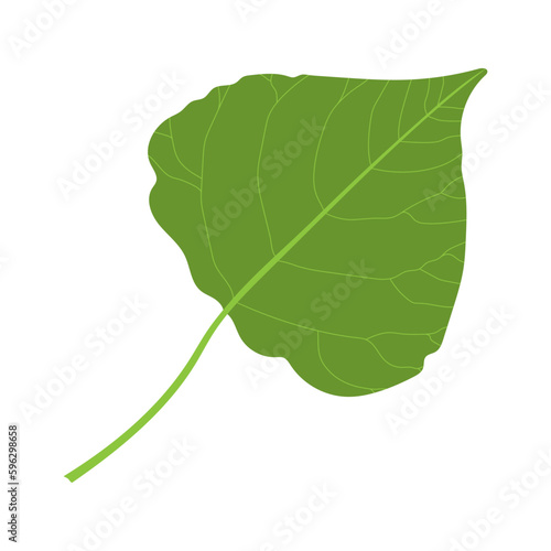 Poplar leaf close-up. Green leaf on a white background.