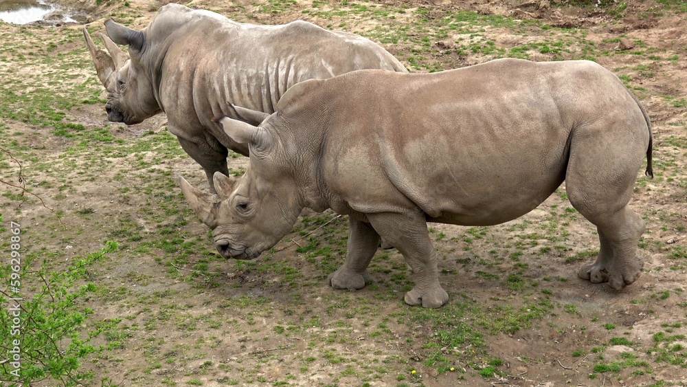 Southern white rhinoceros (Ceratotherium simum simum). Critically endangered animal species. Southern white rhinoceros (Ceratotherium simum simum). Critically endangered animal species.