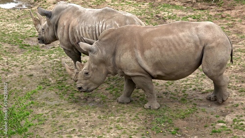 Southern white rhinoceros  Ceratotherium simum simum . Critically endangered animal species.