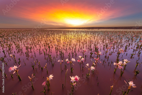 Lilies in the water on lily pan on Sandhof farm