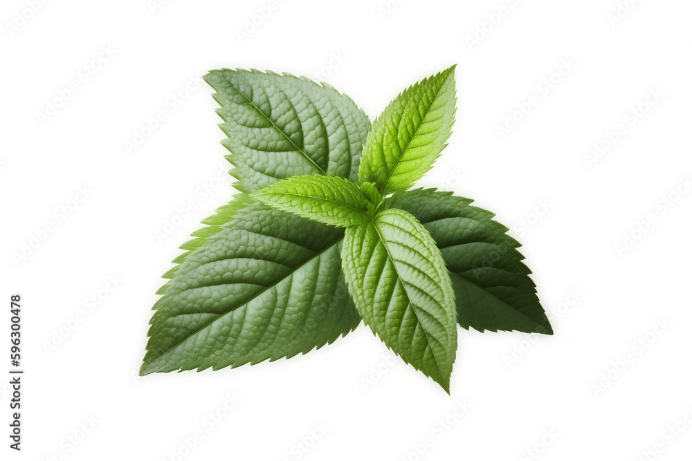 Mint leaf. Fresh mint on white background. Mint leaves isolated. Mint leaf. Fresh mint on white background. Mint leaves isolated.