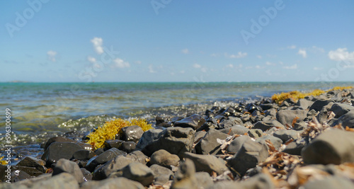 Sargassum algae on a stone at the sea shore