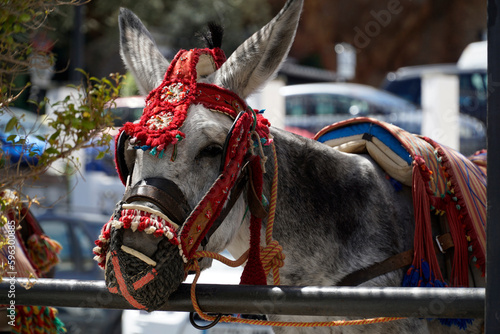 Donkey in MIjas - Andalusia region, Spain