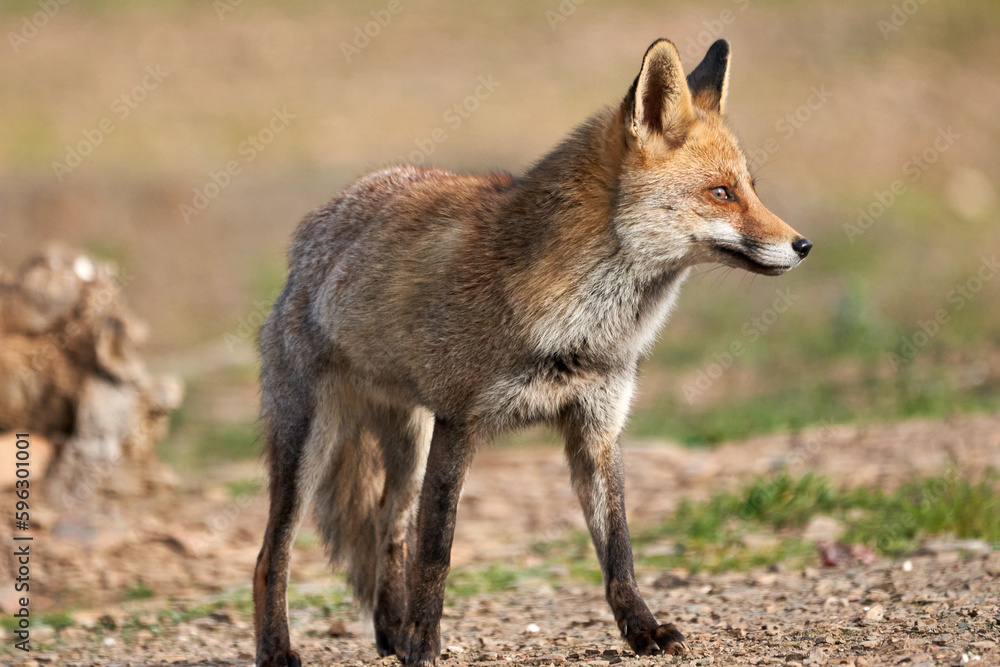 Beautiful portrait of a common fox perched laterally on the ground looking for something to eat in the natural park of sierra de andujar, in andalucia, spain