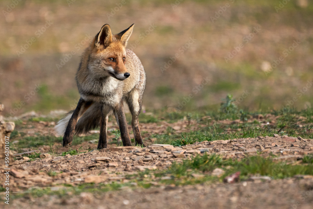 Beautiful portrait of a common fox walking on the grass and earth looking for something to eat in the natural park of the sierra de andujar, in andalucia, spain Beautiful portrait of a common fox walking on the grass and earth looking for something to eat in the natural park of the sierra de andujar, in andalucia, spain