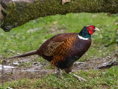 Common pheasant (male), cock pheasant