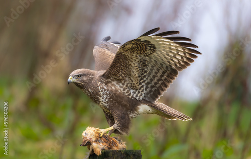 Common buzzard with caught prey