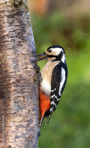 Great spotted woodpecker