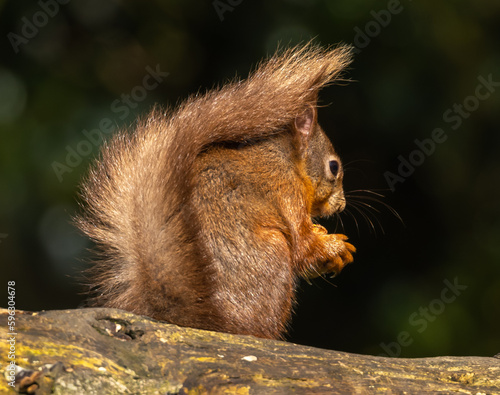Fototapeta Red squirrel in typical pose