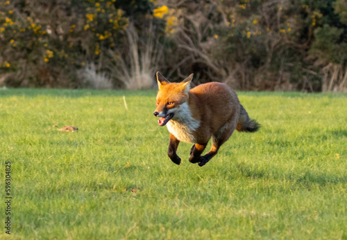 Fox on the run photo